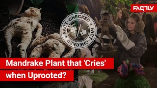 FACT CHECK Viral Videos Show Mandrake Plant that Emits Fatal Crying Sound when Uprooted [upl. by Novyat762]