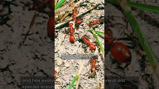 Kidnapper Ants 😯 shorts facts [upl. by Winthorpe]