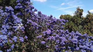 Pollinators feeding on ceanothus bush [upl. by Jacinta]