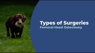 What is a Femoral Head Ostectomy  Types of Surgeries  Capital Animal Hospital [upl. by Haletta895]