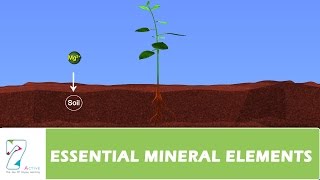 ESSENTIAL MINERAL ELEMENTSPART 03 [upl. by Harwill]