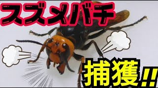 【絶対にマネしないで下さい】スズメバチ捕獲！飛ぶ事を忘れたスズメバチ [upl. by Ondrea]