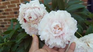 Sarah Bernhardt Peony  Plant Spotlight [upl. by Ellened]