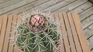 Melocactus curvispinus August 2024 [upl. by Lecirg]