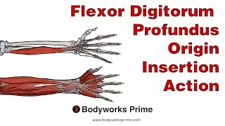 Flexor Digitorum Profundus Anatomy Origin Insertion amp Action [upl. by Eerahs241]