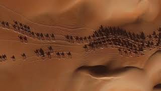 Camel Shadows Abu Dhabi Quaa Desert United Arab Emirates [upl. by Adela621]