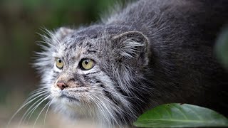 Manul  the Angriest cat in the world Interesting facts about Manuls [upl. by Eniawed]