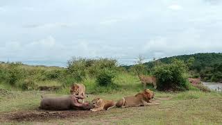 Bila Shaka males and Paradise Pride Masai Mara Kenya [upl. by O'Connell71]