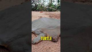 Discover the Extraordinary Adaptations of the Chinese Softshell Turtle ChineseSoftshellTurtle [upl. by Yeleek429]