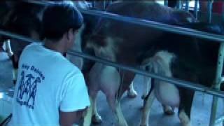 Exploring SingaporeHay Dairies Goat Farm 新加坡夏氏牧羊场 [upl. by Enomis]