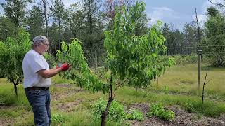 The Proper way to Prune a Nectarine Tree So you get Great Fruit [upl. by Egduj]