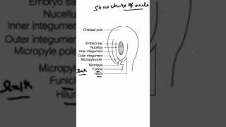reproduction ovule tamil neet Structure of ovule  tamil சூல் அமைப்புbiology [upl. by Kcirdderf]