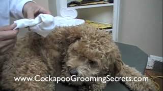 Cockapoo Grooming Clip 1 of 3 [upl. by Kat]