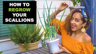 HOW TO REGROW SCALLIONS FROM SCRAPS  Zero Waste Food Tutorial  Harvest [upl. by Adnoma]