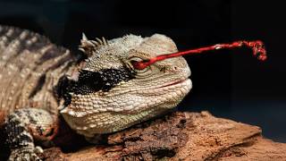 Horned Lizard Sprays Blood from Its Eyes to Fight Enemies [upl. by Gillead]