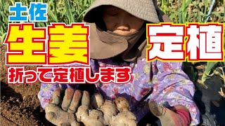 土佐生姜定植【土佐生姜】【生姜】【栽培】【育て方】 [upl. by Norine]