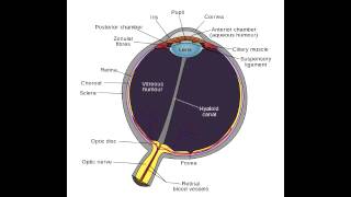 Aqueous Humor Pathway  Anatomy [upl. by Helali]