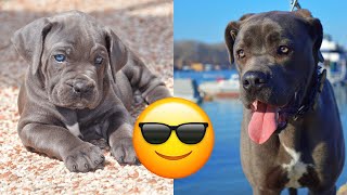 Cane Corso — Majestic And Funny Videos And Tik Toks Compilation [upl. by Farah825]