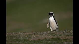 Magellanic penguin passes another on grassy slope [upl. by Liberati446]