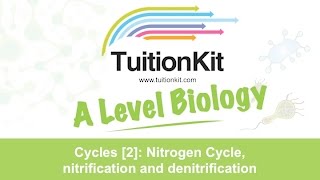 Cycles 2 Nitrogen Cycle nitrification and denitrification High band Biology [upl. by Etnauj]