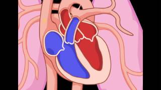 Exploring the Heart The Circulatory System YouTube [upl. by Amargo]