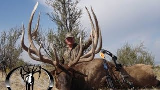 443quot and 403quot MONSTER Archery Elk Hunts Free Range  MossBack [upl. by Stauffer]