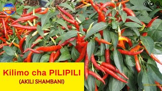 Kilimo cha Pilipili REQUIREMENTS FOR SUCCESSFUL PEPPER FARMING IN KENYA  AKILI SHAMBANI [upl. by Frantz313]