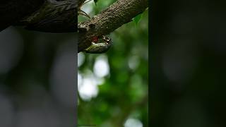 Coppersmith Barbet 2024 viralvideo nature relaxing ytshorts coppersmith birds wildlife [upl. by Okia]