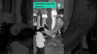 கடவுள் இருக்காரா இல்லையா trending kundrakudi elephantdeath facts [upl. by Keppel]