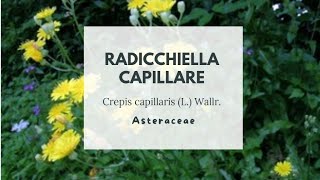 RADICCHIELLA CAPILLARE  Crepis capillaris L Wallr  Asteraceae  Smooth hawksbeard [upl. by Hesther]