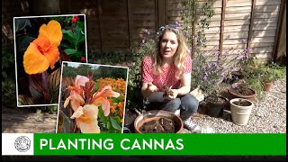 How to plant Cannas rhizomesbulbs  FarmerGracycouk [upl. by Beata]