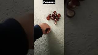 conkers Im collecting Conkers [upl. by Eniarda355]