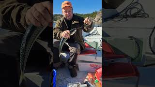 Fishing makrell in norway fishing sailboat sailing boating fish [upl. by Cowley32]