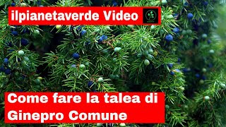 Come riprodurre con la talea il Ginepro Comune  Juniperus Communis [upl. by Oivatco220]