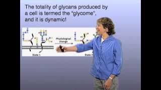 The glycome  Carolyn Bertozzi Berkeley [upl. by Eeuqram630]