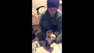 ModifiedMadigan Squeeze Procedure for Neonatal Maladjustment Syndrome in Goat Kids [upl. by Aneelahs]