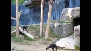 Chimpanzee BrawlCrazy Chimps Fighting in LA Zoo [upl. by Uphemia]