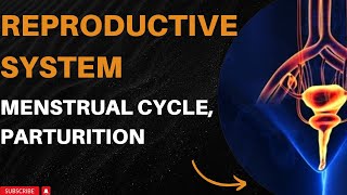 Reproductive System Human Anatomy and Physiology  reproduction  Menstrual Cycle [upl. by Emmanuel767]