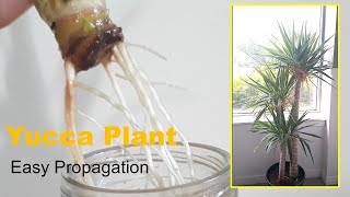 How to Easy Propagate yucca plant in waterGrowcutting [upl. by Danie]