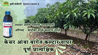 केसर आंबा बागेत कल्टार वापर प्रात्यक्षिक mangocultivation kesarmango [upl. by Reichel]