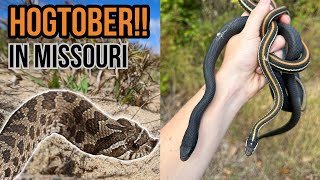 Hogtober Herping in Missouri A LOT of Snakes and The Floor is Salamanders [upl. by Repotsirhc613]