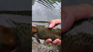 Maramec springs trout fishing jigging fishing fish missouri [upl. by Rusty598]