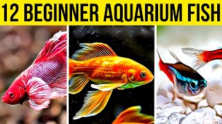 How To Set Up Build A Saltwater Fish Tank  Aquarium [upl. by Perkin199]