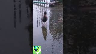 ছাদে হাঁস পালন ।Duck।Shovon Agro World [upl. by Diane-Marie]