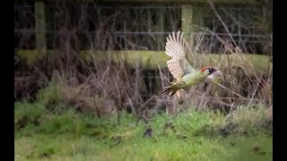 Green Woodpecker in Flight  Wildlife Photography  Bird Photography [upl. by Lai657]