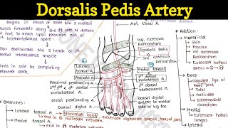 Dorsalis pedis artery [upl. by Placidia]