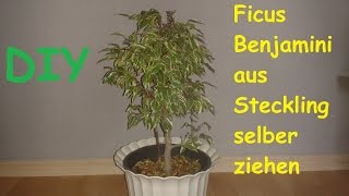 Ficus Benjamini  Benjamina  selber ziehen  Pflanze vermehren und züchten – DIY Anleitung [upl. by Eimma]