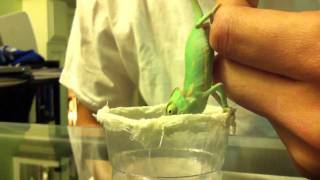 Hand fed baby chameleon [upl. by Farron]