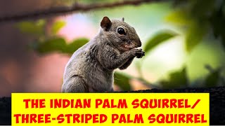 The Indian palm squirrel or threestriped palm squirrel Funambulus palmarum [upl. by Yllet]