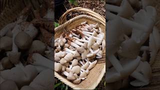 Finding Natural Mushrooms in the Forest  Mushroom Collection shorts ytshorts mashroom [upl. by Annawak]